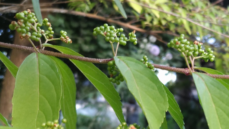 コムラサキの若い果実 横浜市旭区中希望が丘