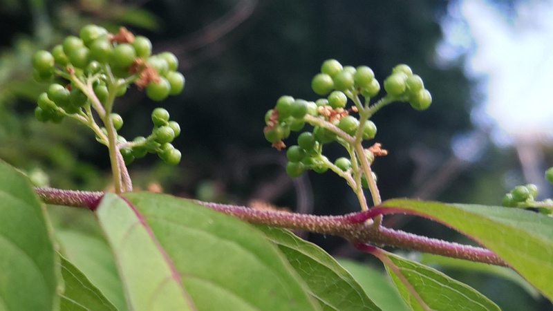 コムラサキの若い果実 横浜市旭区中希望が丘