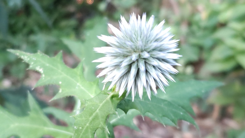 ルリタマアザミの花 横浜市旭区中希望が丘