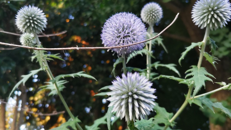 ルリタマアザミの花 横浜市旭区中希望が丘