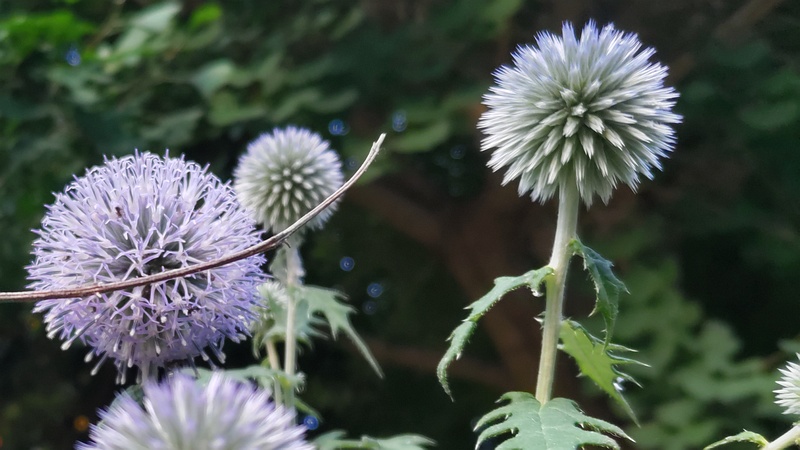 ルリタマアザミの花 横浜市旭区中希望が丘