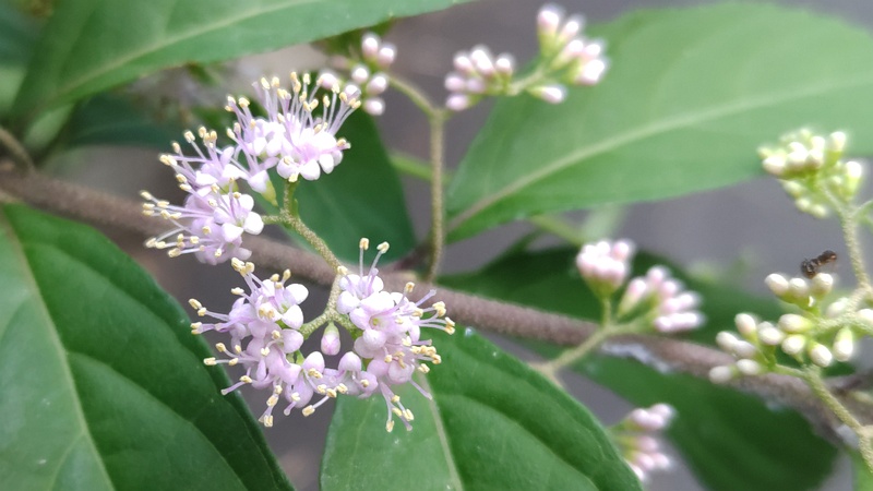 コムラサキの花 横浜市旭区中希望が丘
