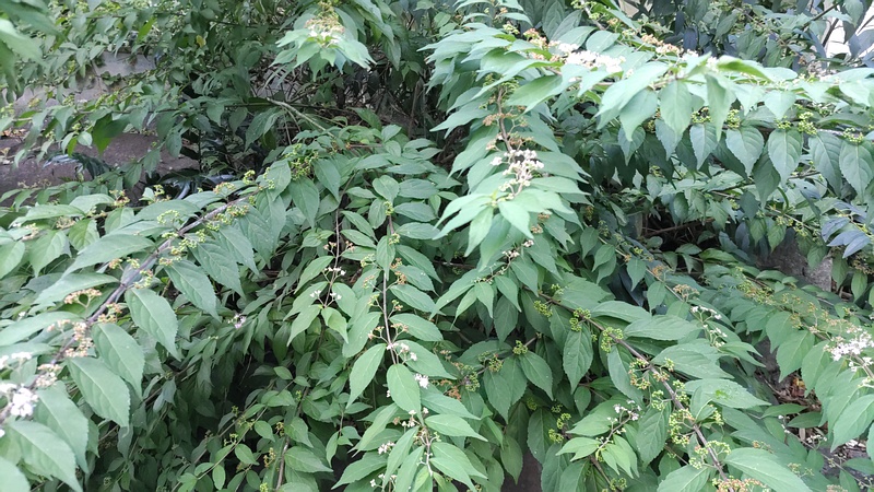 コムラサキの花 横浜市旭区中希望が丘