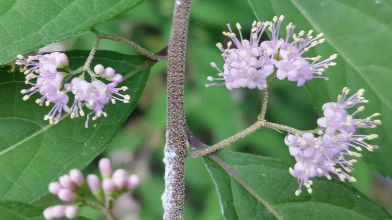 コムラサキの花 横浜市旭区中希望が丘