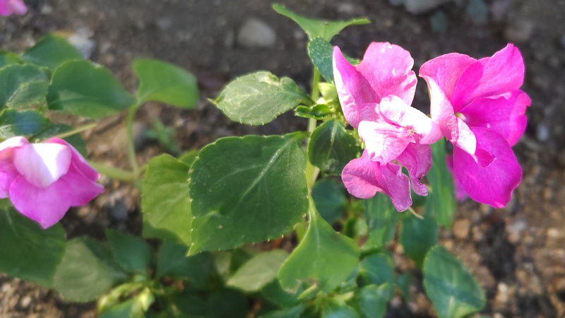 アフリカホウセンカの花 川崎市幸区さいわいふるさと公園