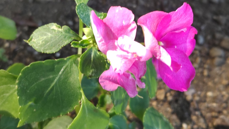 アフリカホウセンカの花 川崎市幸区さいわいふるさと公園