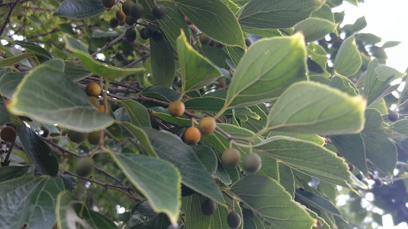 エノキの果実 川崎市幸区さいわいふるさと公園