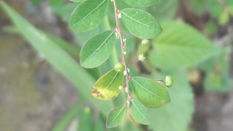 コミカンソウ 横浜市旭区中希望が丘
