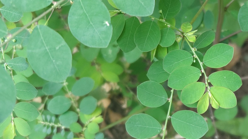 コミカンソウ 横浜市旭区中希望が丘