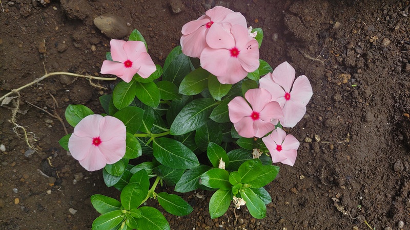 ニチニチソウの花 川崎市幸区さいわいふるさと公園