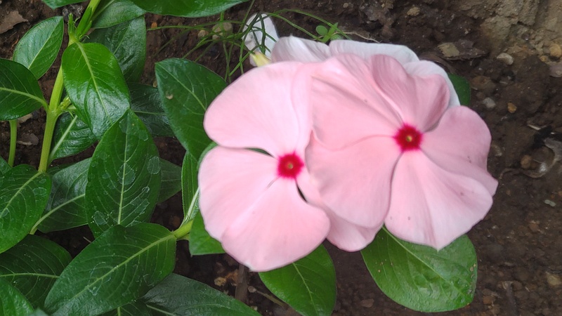 ニチニチソウの花 川崎市幸区さいわいふるさと公園