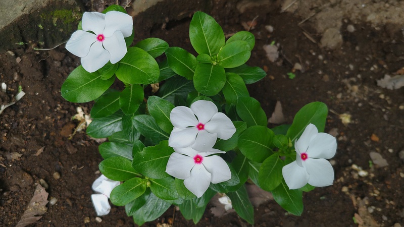 ニチニチソウの花 川崎市幸区さいわいふるさと公園