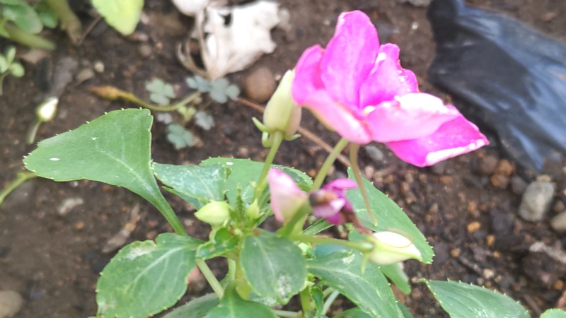 アフリカホウセンカの花 川崎市幸区さいわいふるさと公園