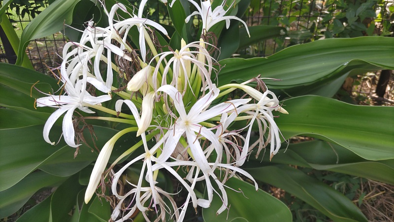 ハマユウの花 川崎市幸区さいわいふるさと公園