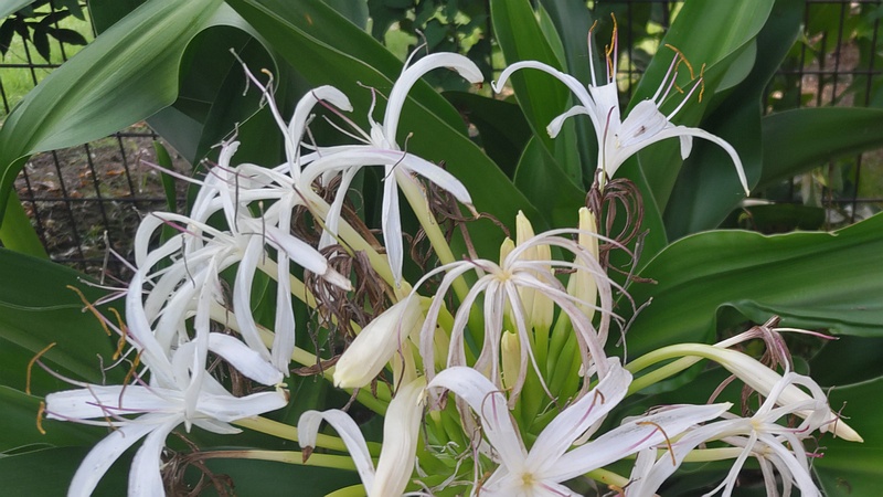 ハマユウの花 川崎市幸区さいわいふるさと公園