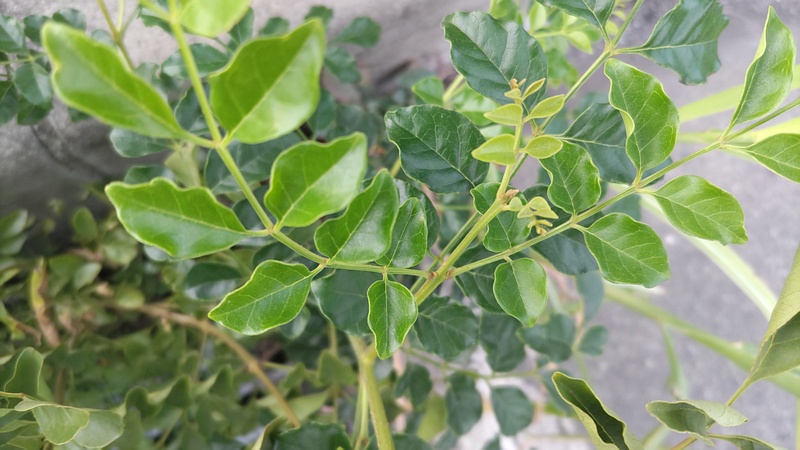 シマトネリコの幼木 川崎市幸区