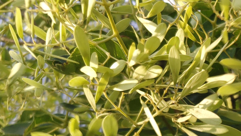 シマトネリコの翼果 川崎市幸区
