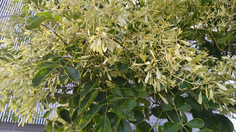 シマトネリコの翼果 川崎市幸区