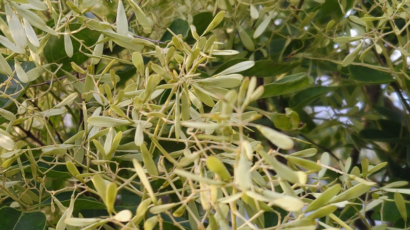 シマトネリコの翼果 川崎市幸区