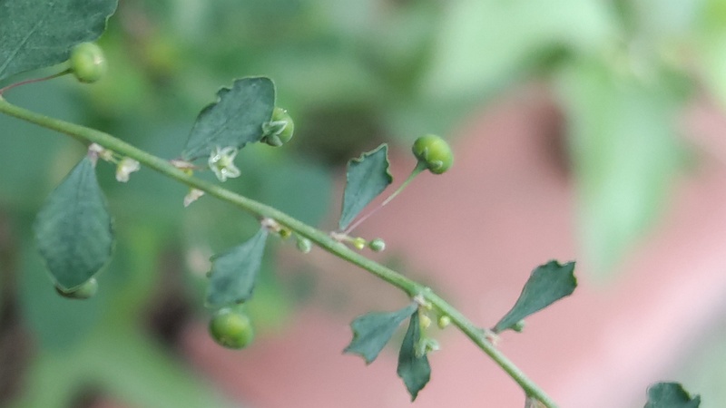 コミカンソウ 横浜市旭区中希望が丘