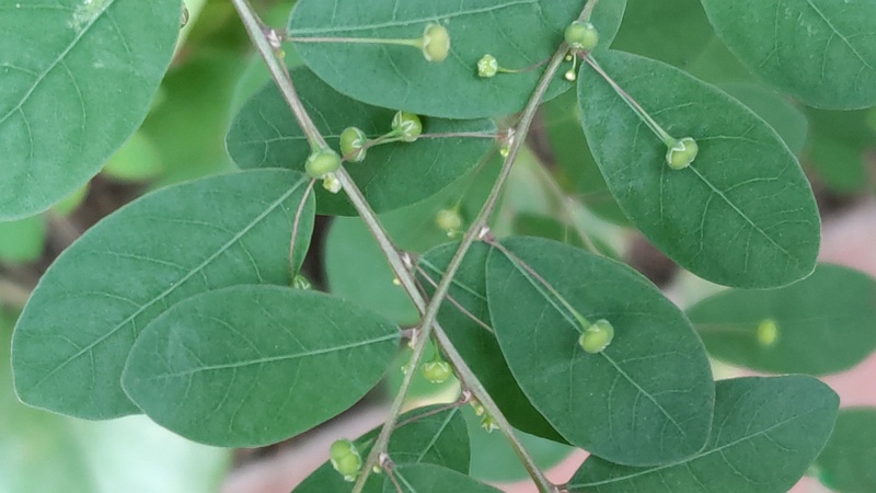 コミカンソウ 横浜市旭区中希望が丘