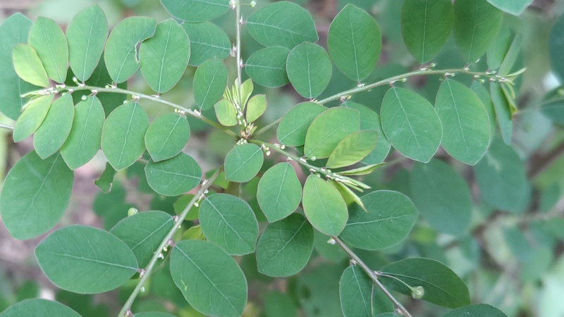 コミカンソウ 横浜市旭区中希望が丘
