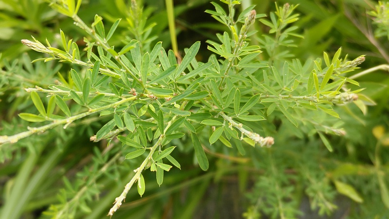メドハギ 川崎市幸区さいわいふるさと公園