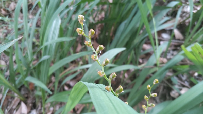 ヒメヒオウギズイセンの若い果実 川崎市幸区さいわいふるさと公園