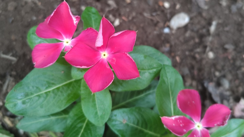 ニチニチソウの花 川崎市幸区さいわいふるさと公園