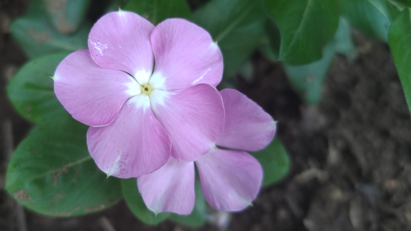 ニチニチソウの花 川崎市幸区さいわいふるさと公園