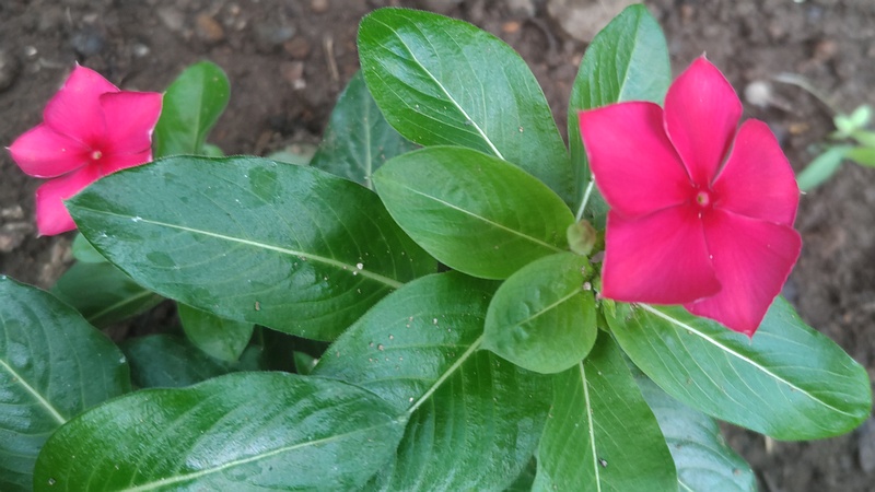ニチニチソウの花 川崎市幸区さいわいふるさと公園
