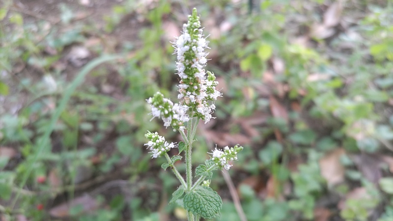 マルバハッカの花 川崎市幸区さいわいふるさと公園