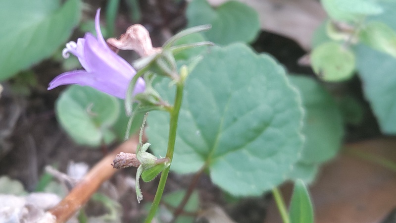 ハタザオギキョウの花 川崎市幸区さいわいふるさと公園