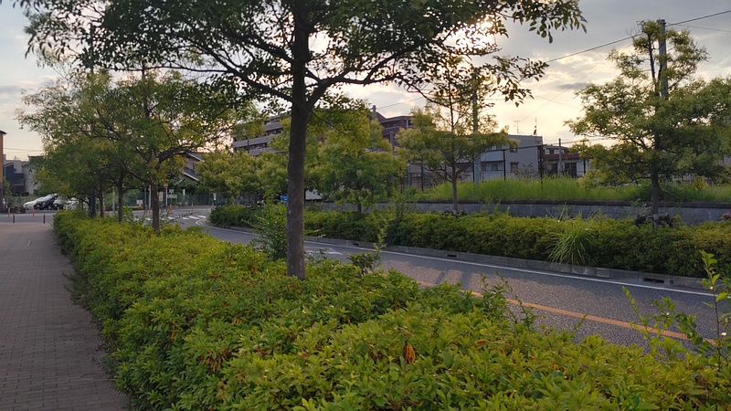 シマトネリコの翼果 川崎市幸区