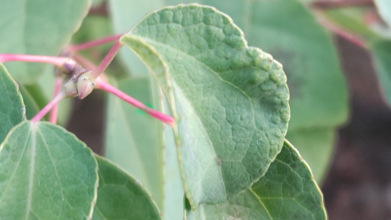 カツラ 川崎市幸区創造のもり