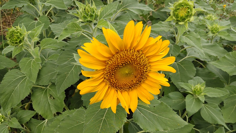 ヒマワリの花 川崎市幸区さいわいふるさと公園