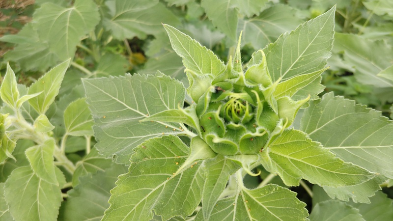 ヒマワリの蕾 川崎市幸区さいわいふるさと公園