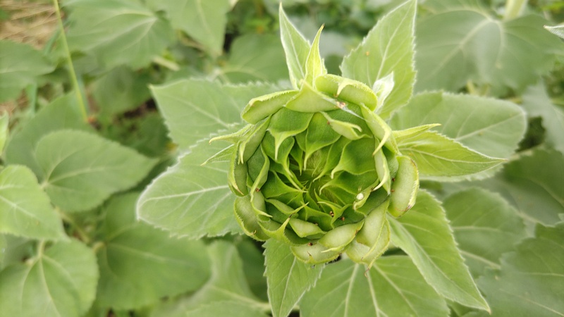 ヒマワリの蕾 川崎市幸区さいわいふるさと公園