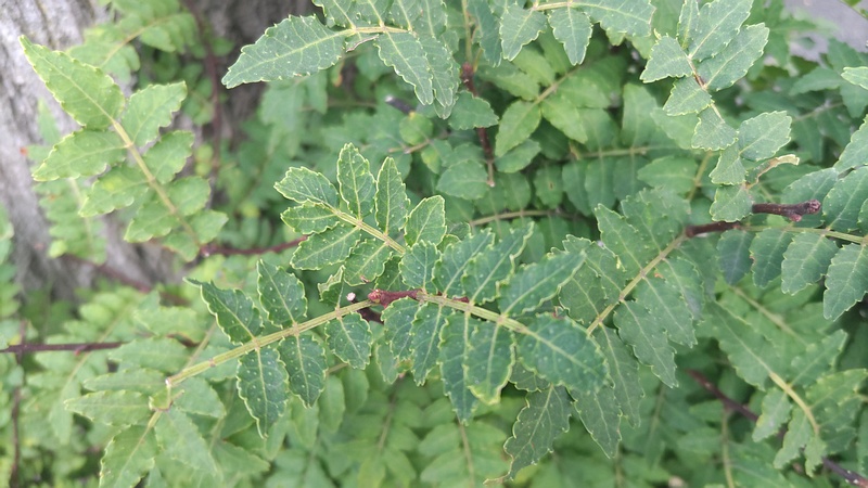 サンショウ 横浜市旭区今宿南町