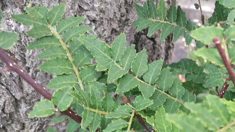 サンショウ 横浜市旭区今宿南町