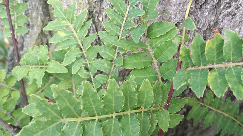 サンショウ 横浜市旭区今宿南町