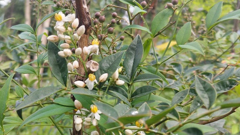 ナンテンの花 横浜市旭区今宿南町