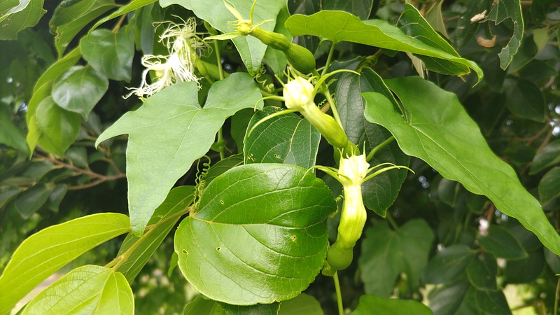 キカラスウリの花 横浜市旭区今宿南町