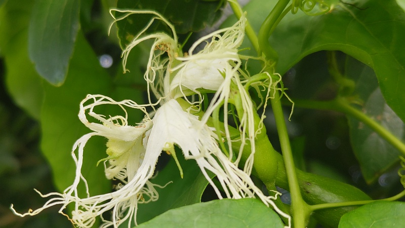 キカラスウリの花 横浜市旭区今宿南町
