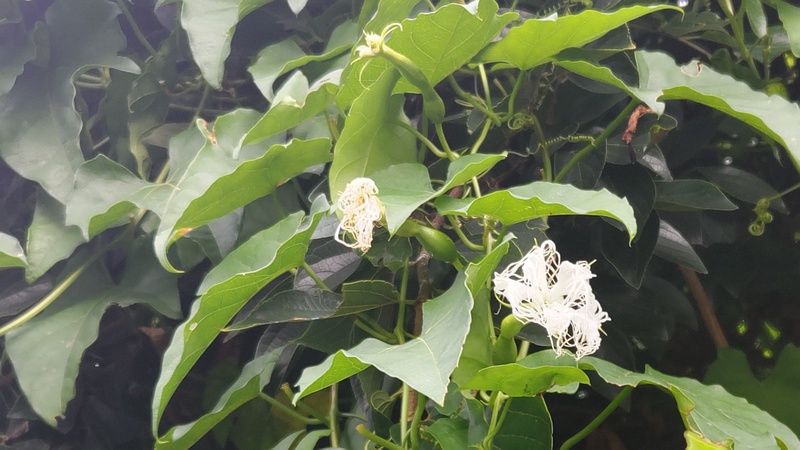 キカラスウリの花 横浜市旭区今宿南町