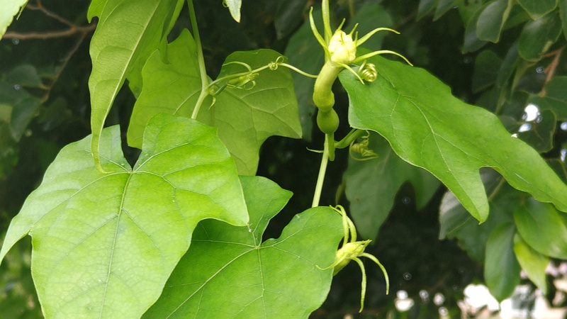 キカラスウリの花 横浜市旭区今宿南町