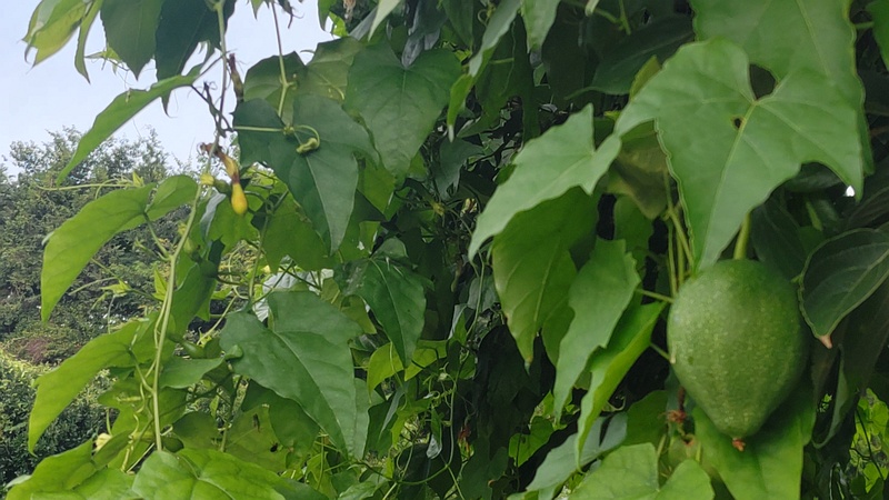 キカラスウリの若い果実 横浜市旭区今宿南町