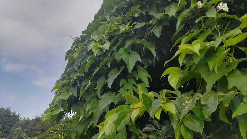 キカラスウリの花 横浜市旭区今宿南町