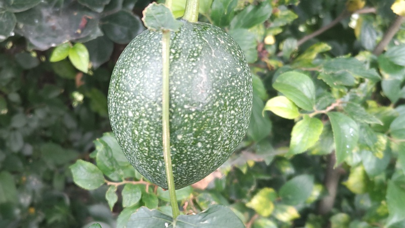 キカラスウリの若い果実 横浜市旭区今宿南町