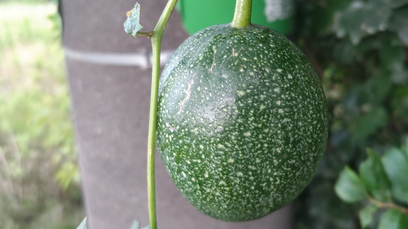 キカラスウリの若い果実 横浜市旭区今宿南町